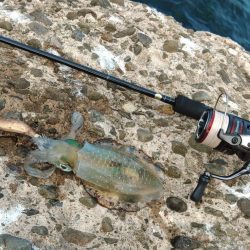 今年はアオリイカが多いのか少ないのか